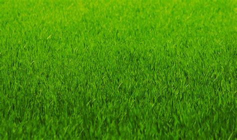Wallpaper Textures Photo Picture Greens Grass Lawn