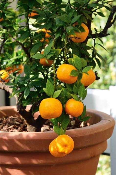 Tips For Growing Citrus Trees In Small Spaces And Containers