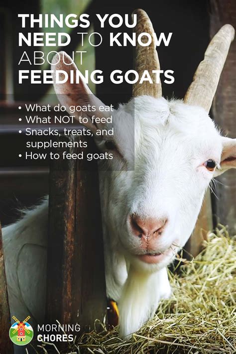 Essential Things You Need To Know About Feeding Goats Keeping Goats