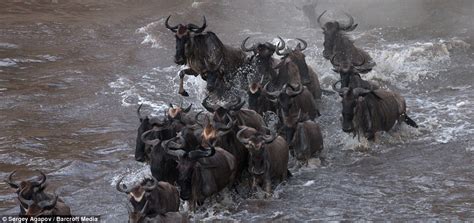 Wildebeest Jump Into Kenyas Mara River In Migration Daily Mail Online