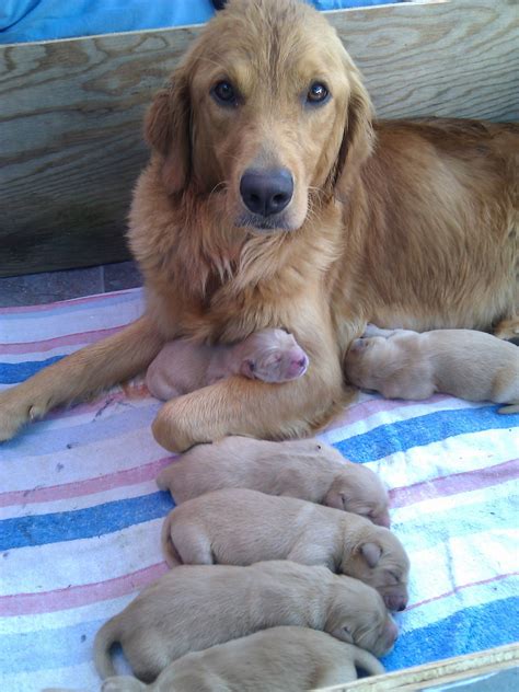 My Golden Retriever And Her 3 Day Old Puppies Aww