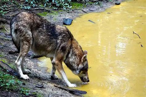 ¿qué Comen Los Lobos Lista De Animales Cazados Por Lobos Farmacia Cinca