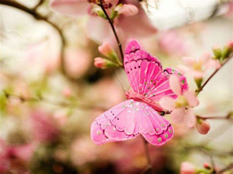 Search more hd transparent pink butterfly image on kindpng. Pink Butterfly Backgrounds - Wallpaper Cave