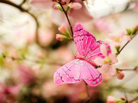 Check spelling or type a new query. Pink Butterfly Backgrounds - Wallpaper Cave