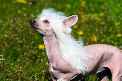 11 Quirky Facts About The Chinese Crested Mental Floss