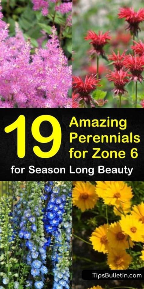 Maybe you would like to learn more about one of these? 19 Amazing Perennials for Zone 6 for Season Long Beauty ...