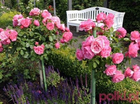 6 Kroków Do Rosarium Pink Garden Standard Roses Beautiful Pink Roses