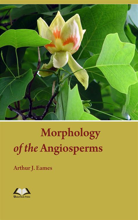 Morphology Of The Angiosperms