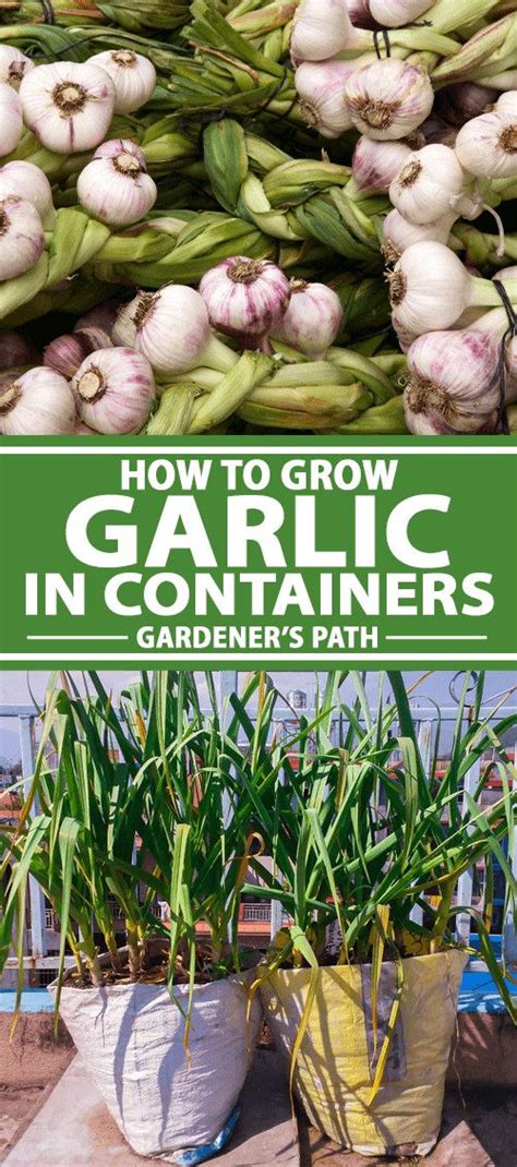 How To Grow Garlic In Containers Gardeners Path Growing Garlic