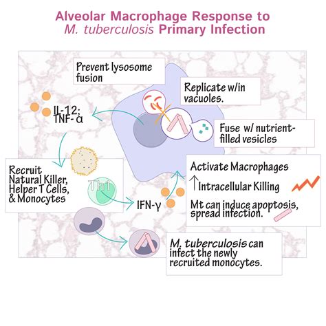 Pathogenesis Of Primary Tuberculosis