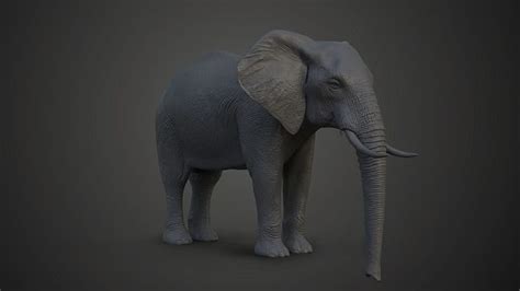 African Elephant Model 3d Model Cgtrader