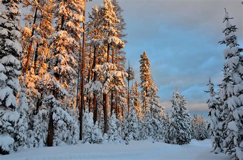 Conifer Landscape Photography Of Pine Trees Covered By