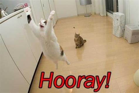 Hooray Meme Discover More Interesting Animal Cats Cute Happy Memes