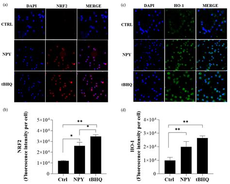 ijms free full text neuropeptide y promotes human m2 macrophage polarization and enhances