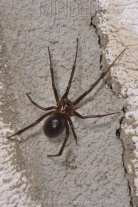 Minden Pictures False Black Widow Or Cupboard Spider Steatoda Grossa