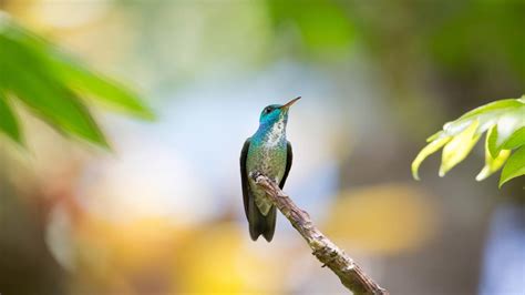 Bring Colour To Your Desktop With This Free 4k Hummingbird
