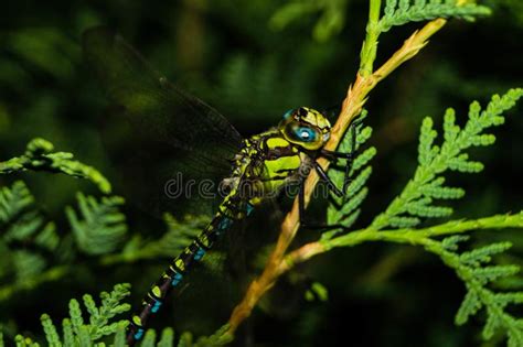Dragonfly Aeshna Cyanea Stock Image Image Of Garden 125677567