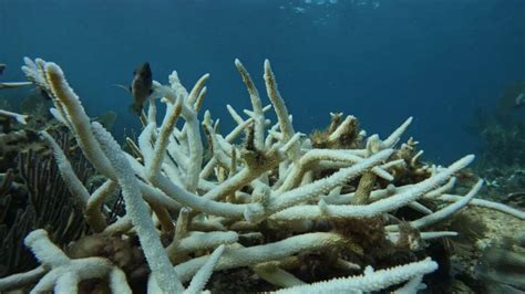 Coral Researchers See ‘mass Mortality Amid Florida Keys Reef Bleaching