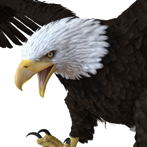 Bald Eagle 3d Model