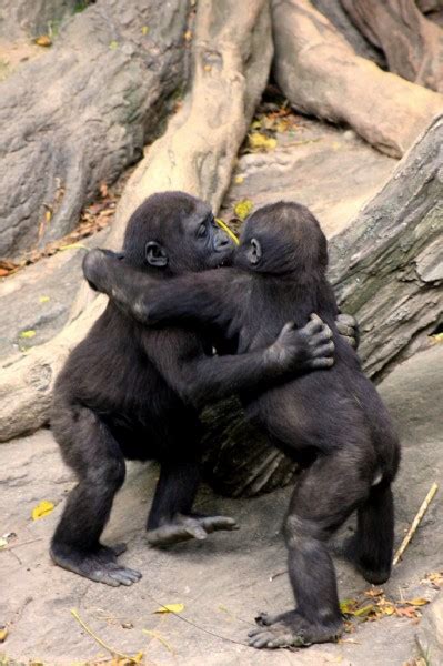 10 Animals That Are Aware Of The Power Of Hugs Realitypod