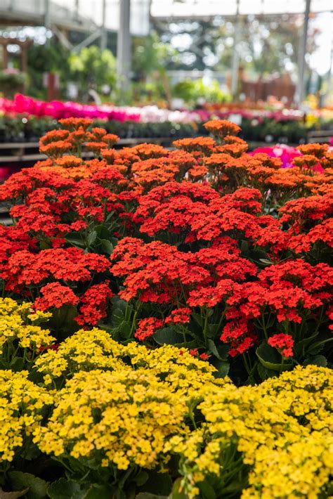 Flowering Kalanchoe | Kalanchoe blossfeldiana, Flowers ...