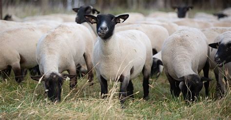 Best Feeding Practices What Do Sheep Eat