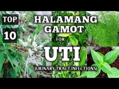 Top Halamang Gamot Para Sa Uti Urinary Tract Infections Herbal