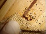 Pictures of Termite Bites Treatment
