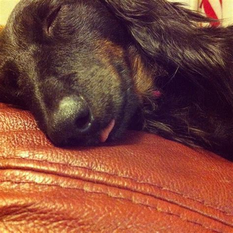 This Pup Is Pure Tuckered Outsleeping With Her Tongue H Flickr
