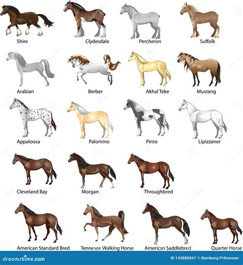 List Of Horse Types Breeds Of Horses Chart Svg  A4