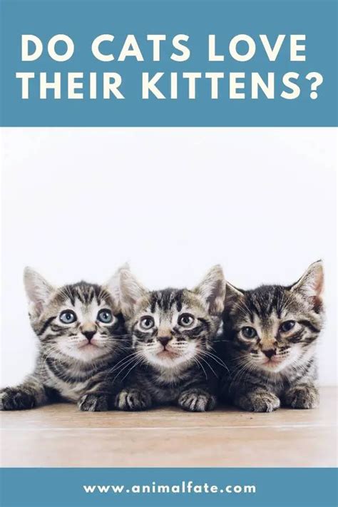 Do Cats Love Their Kittens Yep They Do In Their Way Animalfate