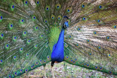 Peacocks Of Mayfield Park Photograph By Troy Hollan Fine Art America