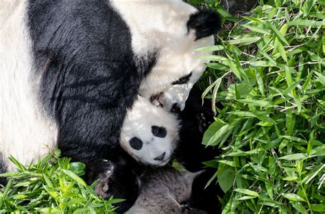 Hug N Kiss Giant Pandas Mei Xiang Mother And Bao Bao D Flickr