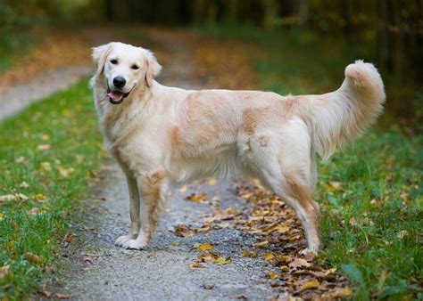 Golden Retriever Conheça Esta Raça De Cães E As Suas Caraterísticas