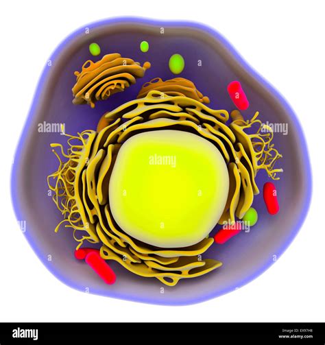 Ilustración De Una Célula Eucariota Fotografía De Stock Alamy