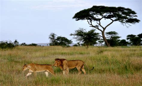 Serengeti National Park Swala Safaris