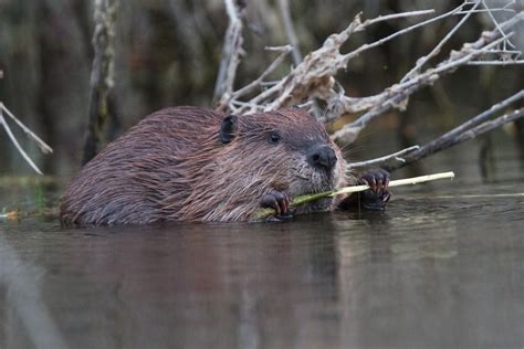 North American Beaver Facts Critterfacts