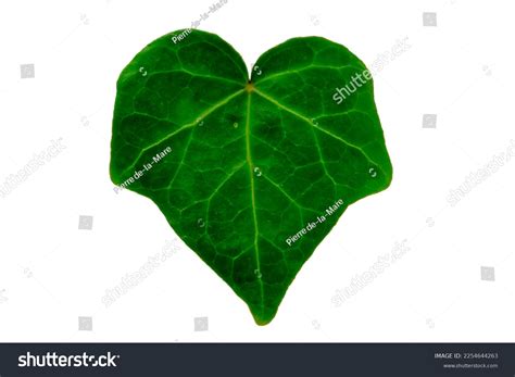 Macro Bold Green Ivy Leaf Full Stock Photo 2254644263 Shutterstock