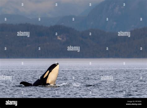 Northern Resident Orca Whale Killer Whales Orcinus Orca Spy Hopping