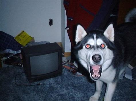 White Wolf Huskies Go Crazy 17 Funny Husky Pictures That Will Put A