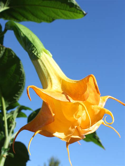 (2 days ago) for sale 1 x plant of brugmansia double white , a stunning variety that features huge double white trumpet flowers a strong grower will grow at least 2 meters tall, these. Wuppergold Angel Trumpet Plant (brugmansia) - Urban Perennials