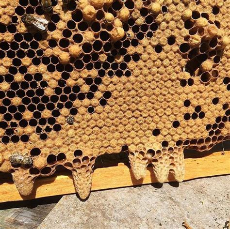 Honey Bee Queen Cells