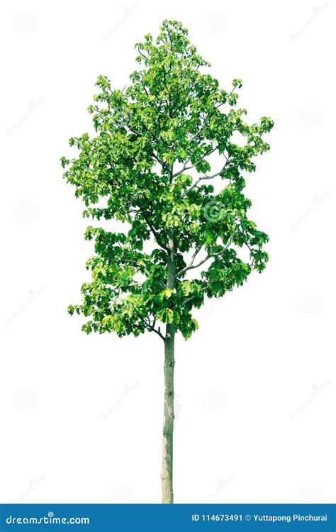 Isolated Tree Green On White Background Nature Stock Image Image Of