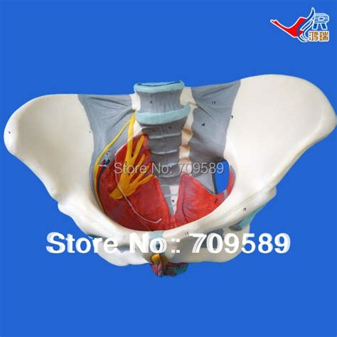 Buy Vivid Female Pelvis Model With Pelvic Floor