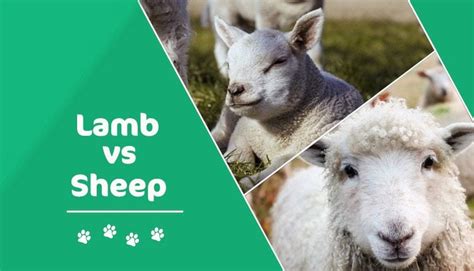 List Of 20 Whats The Difference Between Lamb And Sheep