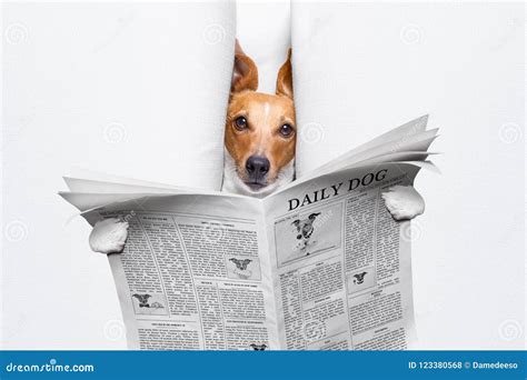 Dog Reading Newspaper Stock Photo Image Of Crazy Cute 123380568