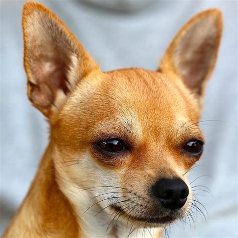 Free Photo Chihuahua Sobel Dog Free Image On Pixabay 453063
