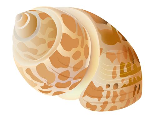 Seashell Png Transparent Image Download Size 744x611px