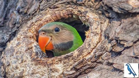 Do Parrots Build Nests Do Pet Parrots Need Nest Birds News