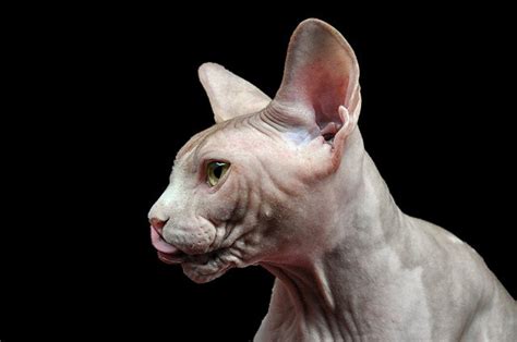 Knowing the breed of your pet will provide you with the necessary information to take the best care of your feline. Cat without hair: a special sighting | Animals Zone
